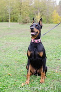 Collare rosa in cuoio con pietre azzurre per Dobermann Collare rosa in cuoio con pietre azzurre per Dobermann